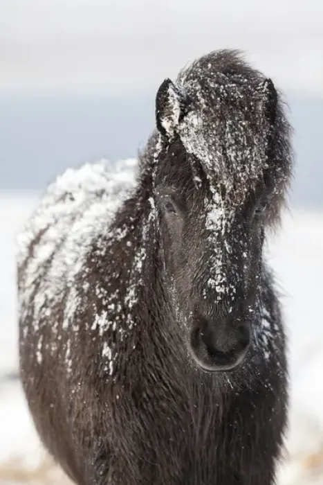 Framed Print : Icelandic Horse during winter in Iceland with typical winter coat Framed Print : Icelandic Horse during winter in Iceland with typical winter coat