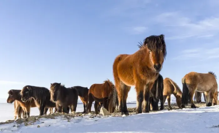 Framed Print : Icelandic Horse during winter in Iceland with typical winter coat Framed Print : Icelandic Horse during winter in Iceland with typical winter coat