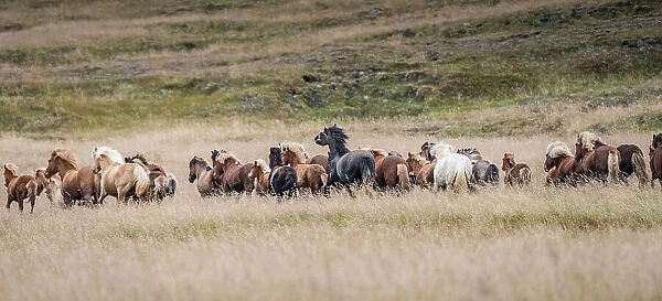 Icelandic horses are some of the most beautiful semi-free horses in the world, a special breed. These are in northwestern Iceland