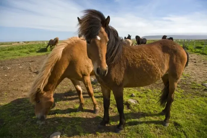 Framed Print : Icelandic Horses graze in northeastern Iceland Framed Print : Icelandic Horses graze in northeastern Iceland