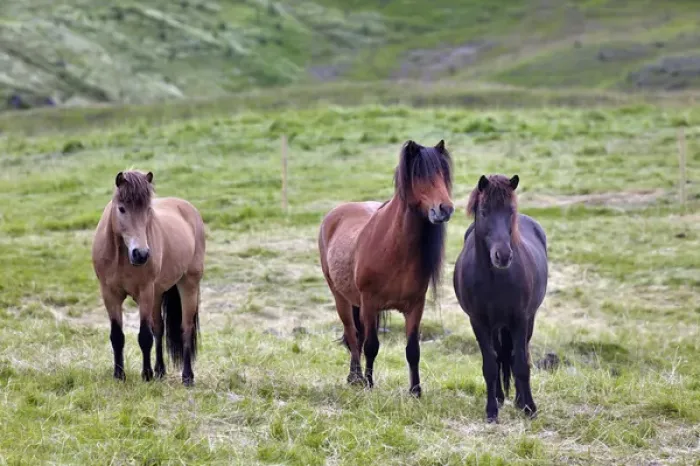 Framed Print : Icelandic horses, Iceland