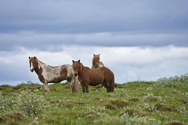 Icelandic Horses, Iceland