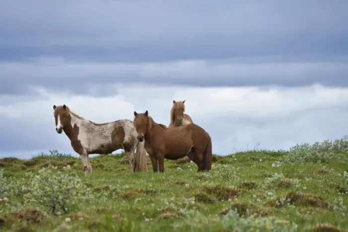 Framed Print : Icelandic Horses, Iceland