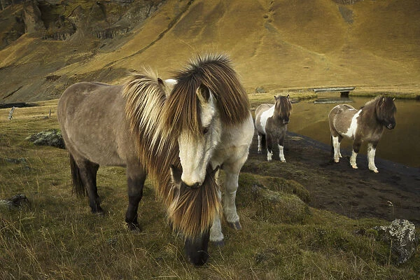 Icelandic horses, Iceland