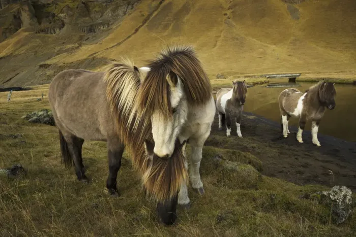 Framed Print : Icelandic horses, Iceland
