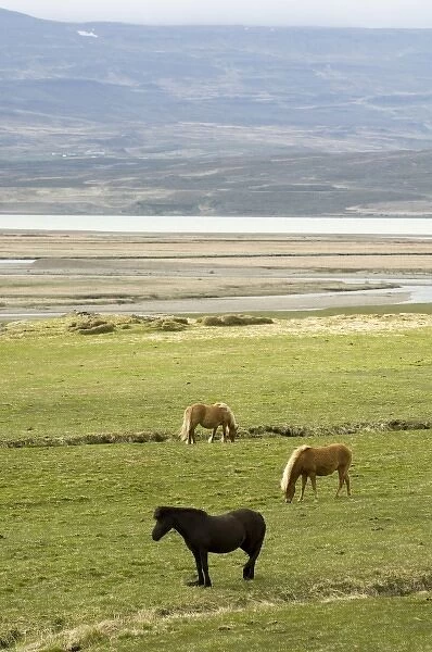 Icelandic horses, Lagarfljot lake, Egilstadir, Iceland