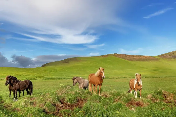 Framed Print : Icelandic Horses near Vik, Iceland