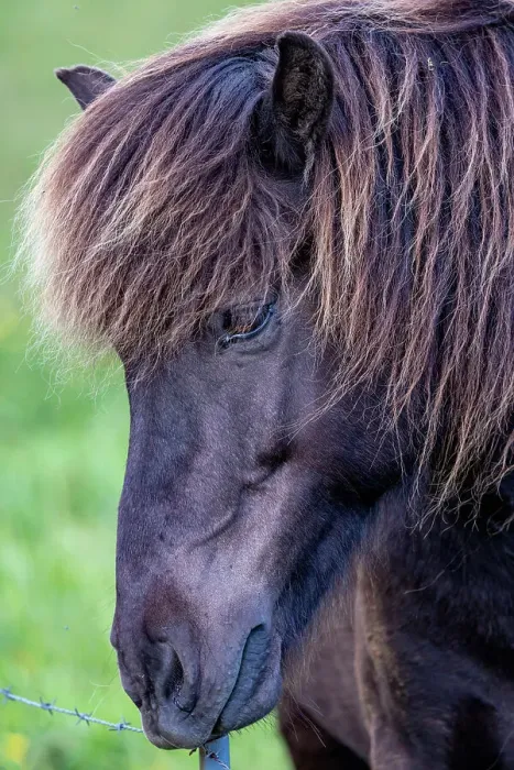 Framed Print : Icelandic Horses near Vik, Iceland Framed Print : Icelandic Horses near Vik, Iceland