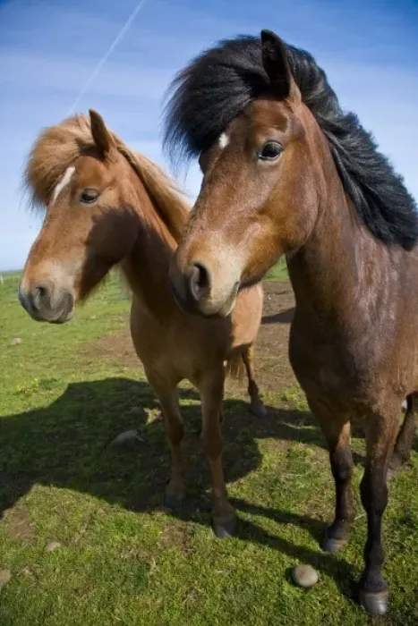 Framed Print : Icelandic Horses in northeastern Iceland