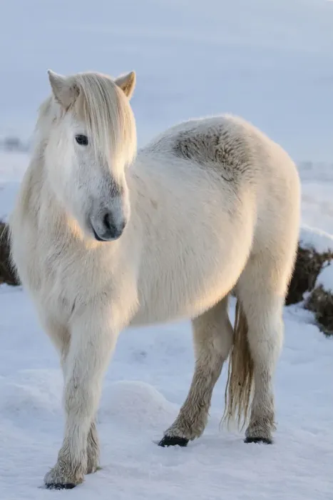 Framed Print : Icelandic horses in south Iceland