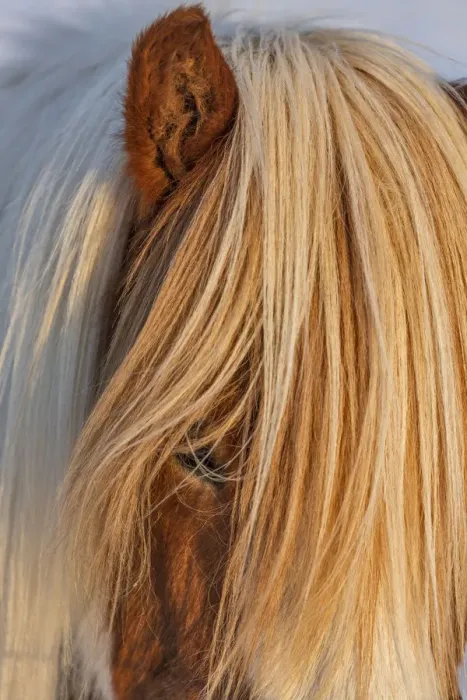 Framed Print : Icelandic horses in south Iceland Framed Print : Icelandic horses in south Iceland