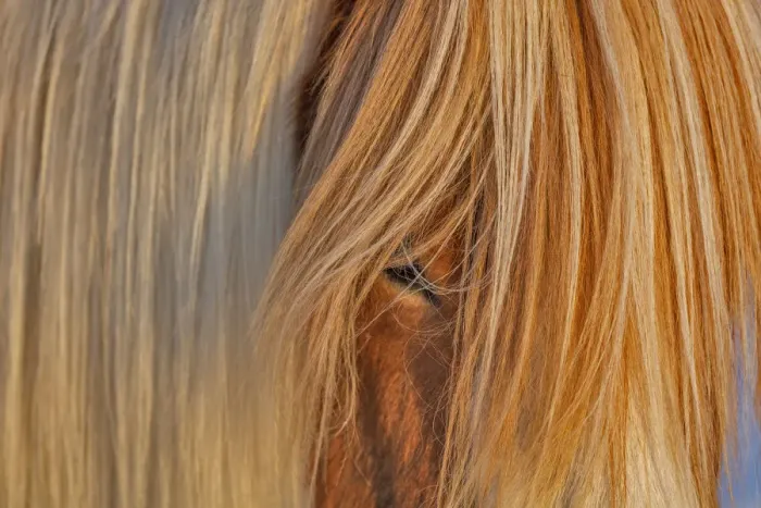 Framed Print : Icelandic horses in south Iceland Framed Print : Icelandic horses in south Iceland