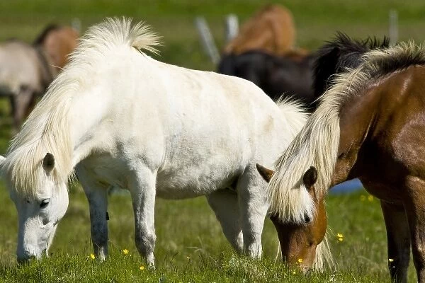 Icelandic Horses in western Iceland