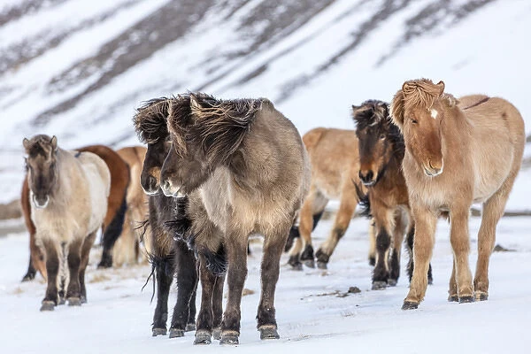 Icelandic horses in winter pasture near Hofn, Iceland