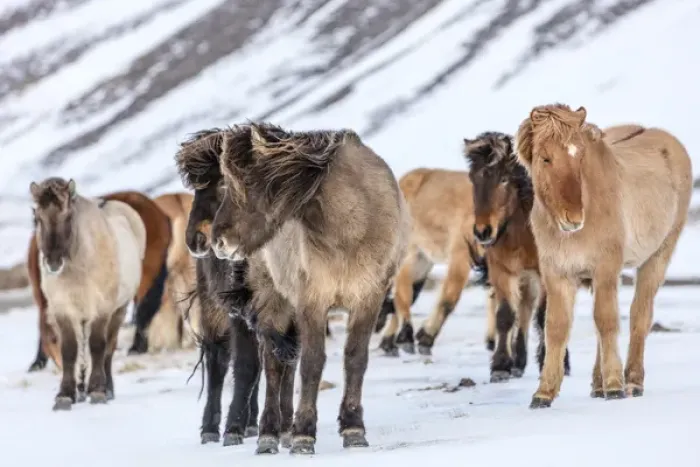 Framed Print : Icelandic horses in winter pasture near Hofn, Iceland