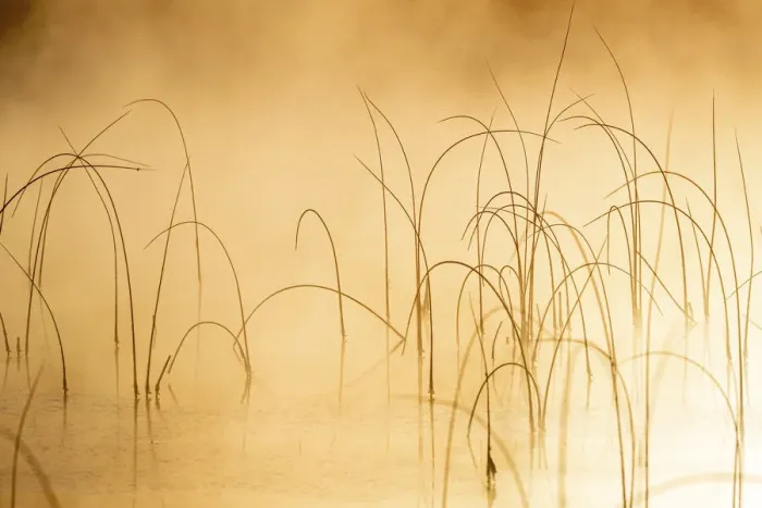 Framed Print : Icy reeds at sunrise on cold morning at Spencer Lake near Whitefish, Montana, USA Framed Print : Icy reeds at sunrise on cold morning at Spencer Lake near Whitefish, Montana, USA
