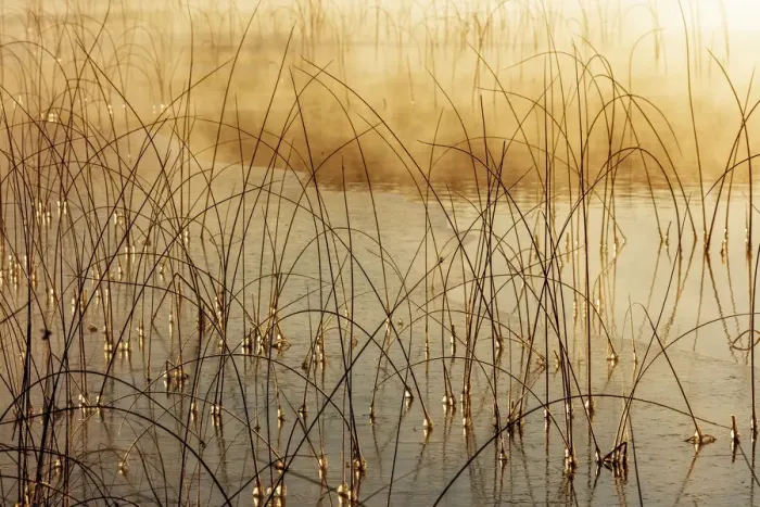 Framed Print : Icy reeds at sunrise on cold morning at Spencer Lake near Whitefish, Montana, USA