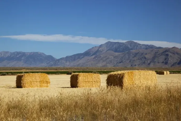Framed Print : ID, Butte County, Hay bales Framed Print : ID, Butte County, Hay bales