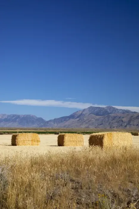 Framed Print : ID, Butte County, Hay bales Framed Print : ID, Butte County, Hay bales