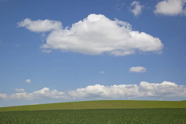 ID, The Palouse, Latah County, Green farm field, sky, and clouds, Genesee area