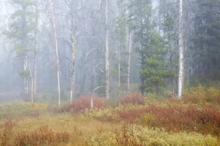 Framed Print : ID, Sawtooth National Recreation Area, Challis National Forest, Foggy autumn morning Framed Print : ID, Sawtooth National Recreation Area, Challis National Forest, Foggy autumn morning