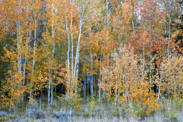 Framed Print : ID, Sawtooth National Recreation Area, Colorful Aspen trees, near Galena Summit Framed Print : ID, Sawtooth National Recreation Area, Colorful Aspen trees, near Galena Summit