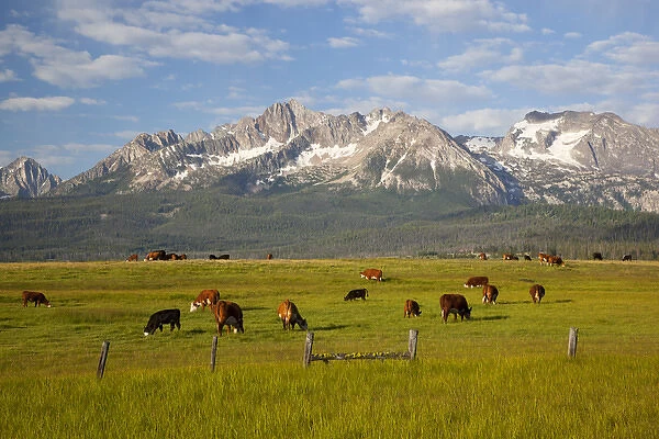 ID, Sawtooth National Recreation Area, Grazing cattle, Sawtooth Mountains in background