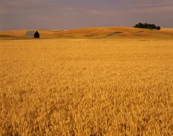 Framed Print : Idaho, Genesee, wheat field and barn Framed Print : Idaho, Genesee, wheat field and barn