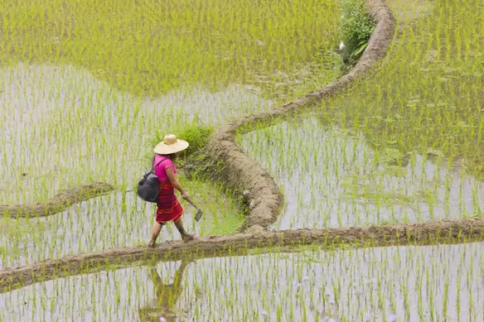 Framed Print : Igorot tribal woman with the Rice Terraces of the Philippine Cordilleras, UNESCO