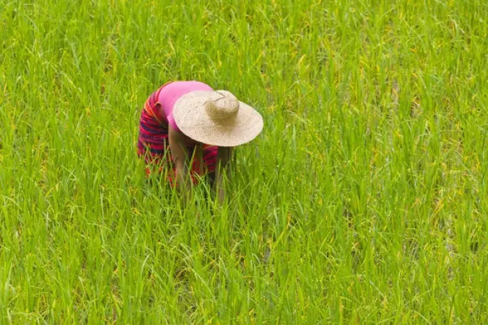 Framed Print : Igorot tribal woman works in the rice paddy, Banaue, Ifugao Province, Philippines Framed Print : Igorot tribal woman works in the rice paddy, Banaue, Ifugao Province, Philippines
