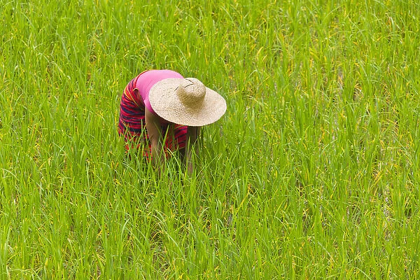 Igorot tribal woman works in the rice paddy, Banaue, Ifugao Province, Philippines