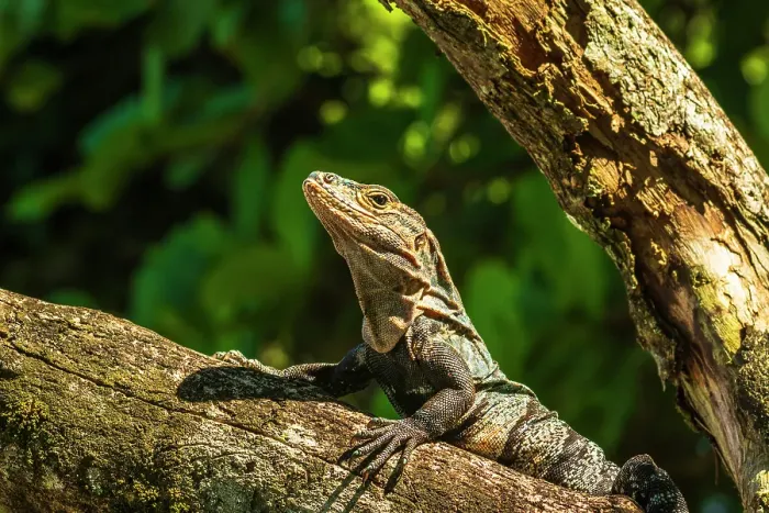 Framed Print : Iguana Manuel Antonio National Park, Puntarenas Province, Quepos, Costa Rica Framed Print : Iguana Manuel Antonio National Park, Puntarenas Province, Quepos, Costa Rica