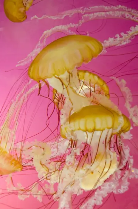 Framed Print : Illinois, Chicago. Shedd Aquarium, largest indoor aquarium in the world. Jellyfish Framed Print : Illinois, Chicago. Shedd Aquarium, largest indoor aquarium in the world. Jellyfish