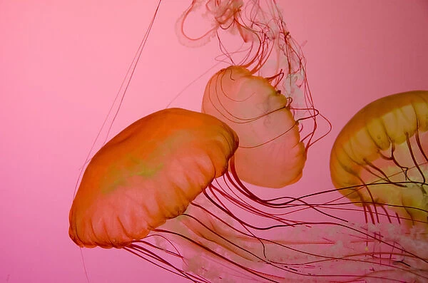 Illinois, Chicago. Shedd Aquarium, largest indoor aquarium in the world. Jellyfish