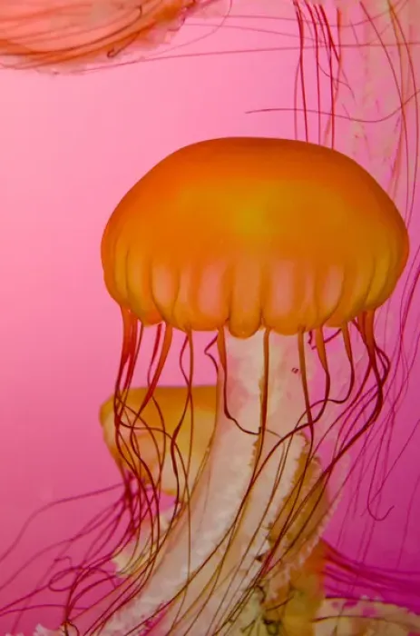 Framed Print : Illinois, Chicago. Shedd Aquarium, largest indoor aquarium in the world. Jellyfish Framed Print : Illinois, Chicago. Shedd Aquarium, largest indoor aquarium in the world. Jellyfish