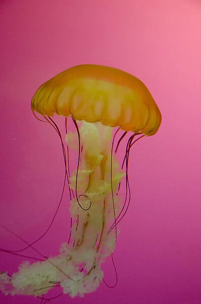 Illinois, Chicago. Shedd Aquarium, largest indoor aquarium in the world. Jellyfish