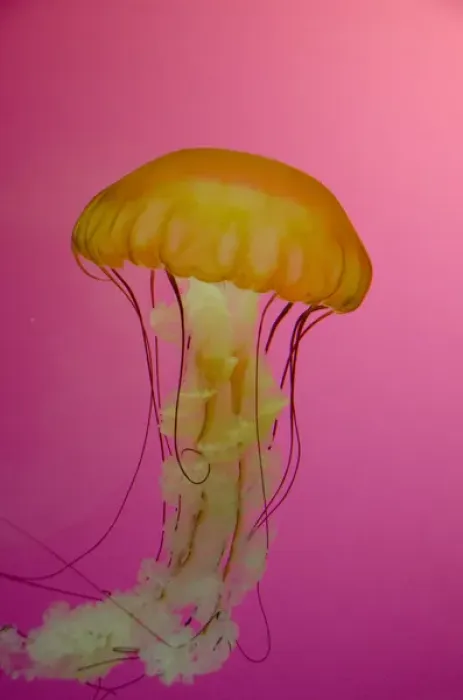 Framed Print : Illinois, Chicago. Shedd Aquarium, largest indoor aquarium in the world. Jellyfish Framed Print : Illinois, Chicago. Shedd Aquarium, largest indoor aquarium in the world. Jellyfish
