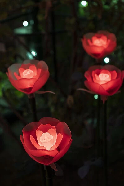 Illuminated red roses of the Ashikaga Flower park, Japan, at night in winter