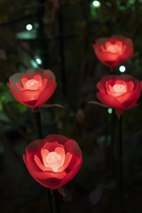 Framed Print : Illuminated red roses of the Ashikaga Flower park, Japan, at night in winter Framed Print : Illuminated red roses of the Ashikaga Flower park, Japan, at night in winter
