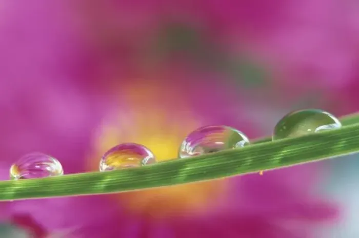 Framed Print : Image of asters formed in water droplets Framed Print : Image of asters formed in water droplets
