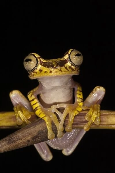 Imbabura Treefrog (Hypsiboas picturatus) captive, Choca Region of NW Ecuador