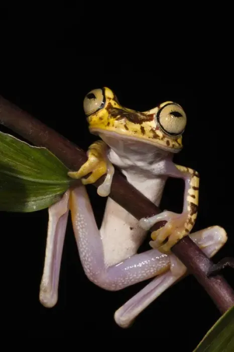Framed Print : Imbabura Treefrog (Hypsiboas picturatus) CAPTIVE Choco Region of NW ECUADOR. South Framed Print : Imbabura Treefrog (Hypsiboas picturatus) CAPTIVE Choco Region of NW ECUADOR. South