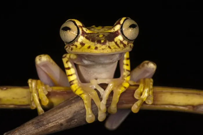 Framed Print : Imbabura Treefrog (Hypsiboas picturatus) CAPTIVE Choco Region of NW ECUADOR. South Framed Print : Imbabura Treefrog (Hypsiboas picturatus) CAPTIVE Choco Region of NW ECUADOR. South