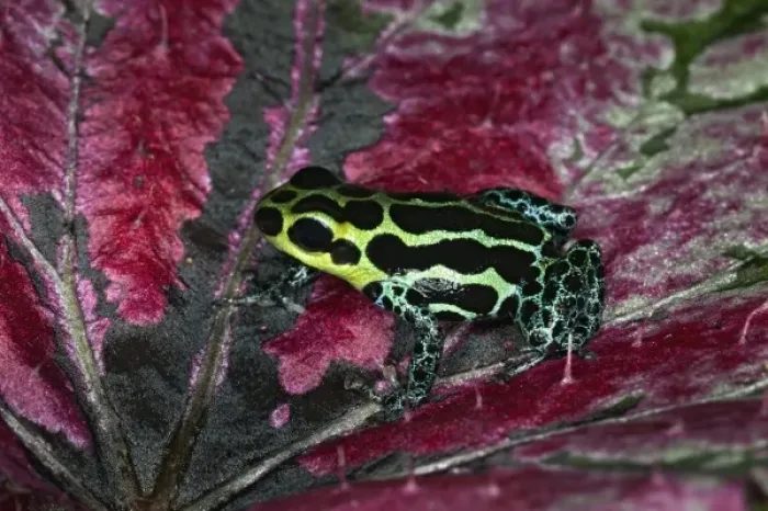 Framed Print : Imitator Poison-Dart Frog (Ranitomeya Imitator, formerly Dendrobates imitator) Framed Print : Imitator Poison-Dart Frog (Ranitomeya Imitator, formerly Dendrobates imitator)