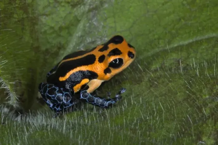 Framed Print : Imitator Poison-Dart Frog (Ranitomeya Imitator, formerly Dendrobates imitator) Framed Print : Imitator Poison-Dart Frog (Ranitomeya Imitator, formerly Dendrobates imitator)