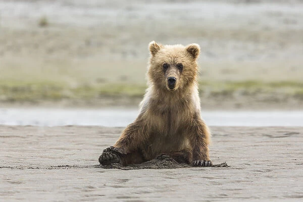 Immature coastal grizzly bear (ursus arctos) sits on beach. Lake Clark National Park