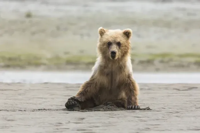 Framed Print : Immature coastal grizzly bear (ursus arctos) sits on beach. Lake Clark National Park Framed Print : Immature coastal grizzly bear (ursus arctos) sits on beach. Lake Clark National Park