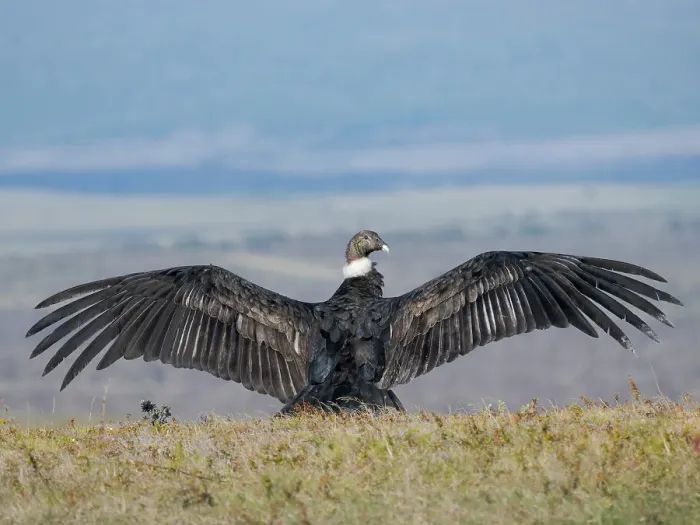 Framed Print : Immature female Andean condor in Patagonia. Chile, Magallanes Framed Print : Immature female Andean condor in Patagonia. Chile, Magallanes