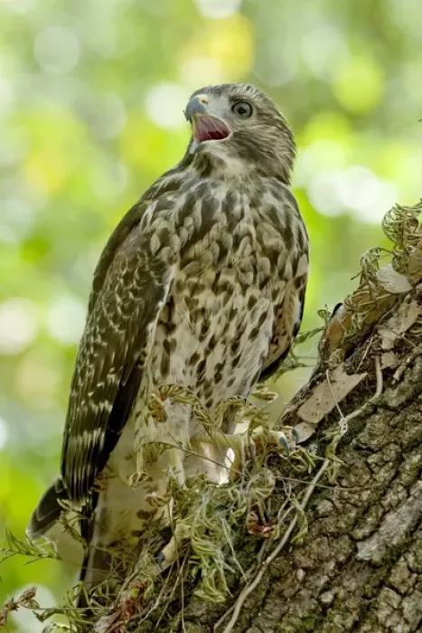 Framed Print : An immature red-shouldered hawk calls from a perch on an oak tree within the Fakahatchee Framed Print : An immature red-shouldered hawk calls from a perch on an oak tree within the Fakahatchee