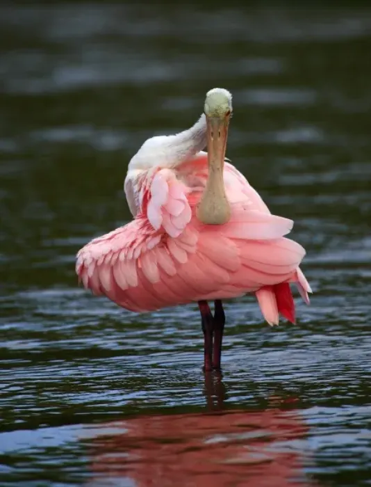 Framed Print : Immature Roseate Spoonbill preening (Ajaia ajaja) Ding Darling NWR, Florida Framed Print : Immature Roseate Spoonbill preening (Ajaia ajaja) Ding Darling NWR, Florida